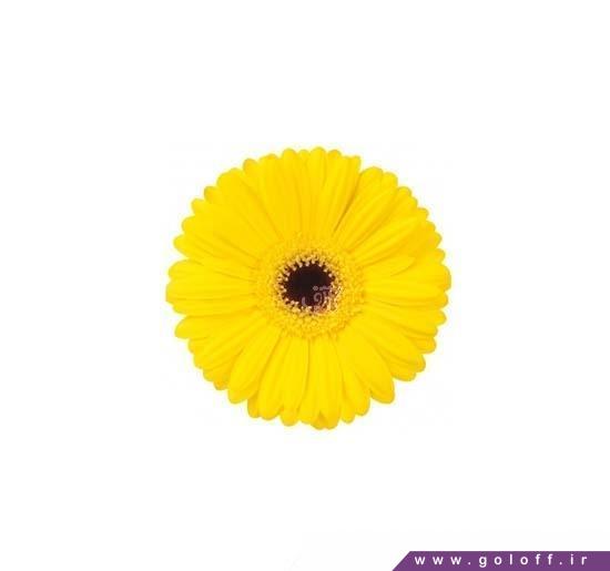 گل طبیعی - گل ژربرا باریتن - Gerbera | گل آف